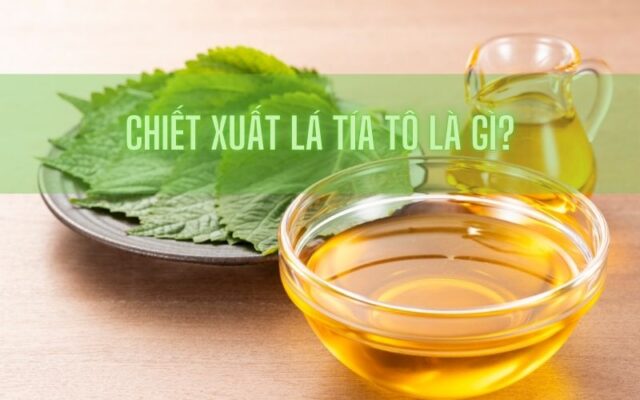 chiết xuất lá tía tô là gì? công dụng của chiết xuất lá tía tô