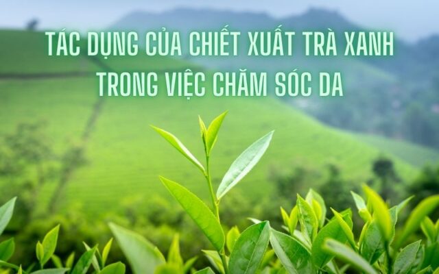 tác dụng của chiết xuất trà xanh